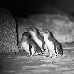 Eudyptula minor at suppressed - suppressed