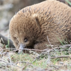 Tachyglossus aculeatus (Short-beaked Echidna) at South Bruny, TAS - 30 Oct 2023 by DAdeGroot