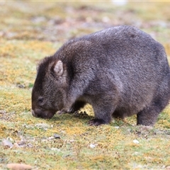 Vombatus ursinus (Bare-nosed Wombat, Common wombat) at Cradle Mountain, TAS - 20 Oct 2023 by DAdeGroot