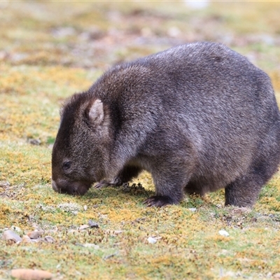 Vombatus ursinus (Bare-nosed Wombat, Common wombat) at Cradle Mountain, TAS - 20 Oct 2023 by DAdeGroot