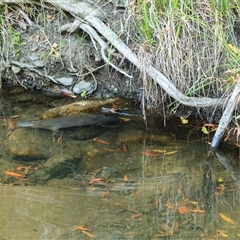 Ornithorhynchus anatinus (Platypus) at Cedar Creek, QLD - 9 Sep 2023 by DAdeGroot