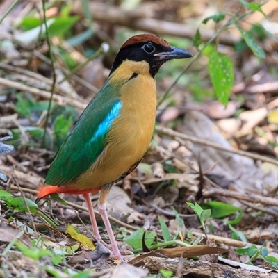Pitta versicolor (Noisy Pitta) at Eatons Hill, QLD - 13 Aug 2023 by DAdeGroot
