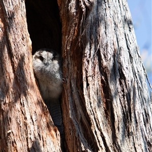 Aegotheles cristatus (Australian Owlet-nightjar) by LeahColebrook