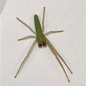 Cetratus rubropunctatus (Long green crab spider) at Mitchell, ACT - 15 Sep 2025 by SteveBorkowskis