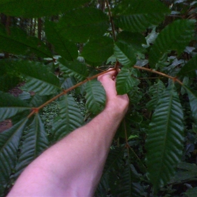 Aglaia ferruginea (rusty aglaia) at Syndicate, QLD - 29 Mar 2014 by JasonPStewart