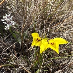 Diuris chryseopsis (Golden Moth) at Throsby, ACT - 15 Sep 2025 by JasonC