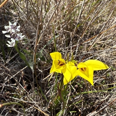 Diuris chryseopsis (Golden Moth) at Throsby, ACT - 15 Sep 2025 by JasonC