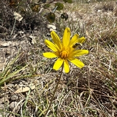 Microseris walteri (Yam Daisy, Murnong) at Throsby, ACT - 15 Sep 2025 by JasonC