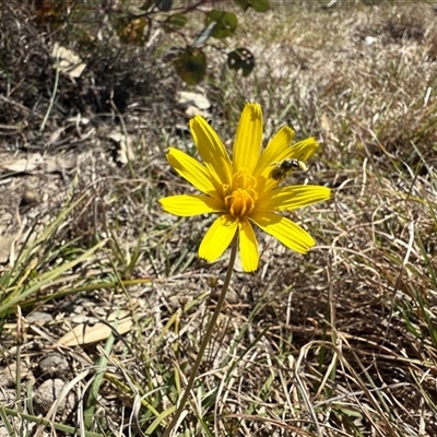 Microseris walteri (Yam Daisy, Murnong) at Throsby, ACT - 15 Sep 2025 by JasonC