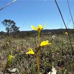 Diuris chryseopsis (Golden Moth) at Throsby, ACT - 15 Sep 2025 by JasonC