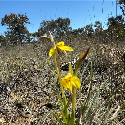 Diuris chryseopsis (Golden Moth) at Throsby, ACT - 15 Sep 2025 by JasonC