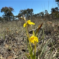 Diuris chryseopsis at Throsby, ACT - suppressed