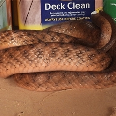 Boiga irregularis (Brown Tree Snake) at Lower Pappinbarra, NSW - 12 Sep 2025 by DennisHill
