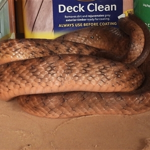 Boiga irregularis (Brown Tree Snake) at Lower Pappinbarra, NSW - 12 Sep 2025 by DennisHill