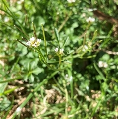 Cardamine hirsuta (Common Bittercress, Hairy Woodcress) at Canyonleigh, NSW - 15 Sep 2025 by blacksheep