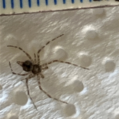 Tamopsis sp. (genus) (Two-tailed spider) at Canyonleigh, NSW - 14 Sep 2025 by blacksheep