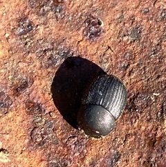 Unverified Other beetle at Canyonleigh, NSW - 14 Sep 2025 by blacksheep