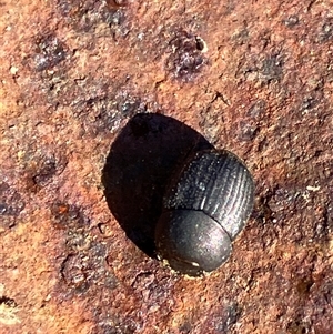 Unverified Other beetle at Canyonleigh, NSW - 14 Sep 2025 by blacksheep