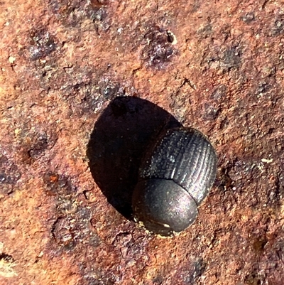 Unverified Other beetle at Canyonleigh, NSW - 14 Sep 2025 by blacksheep