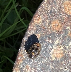 Unverified at suppressed - suppressed