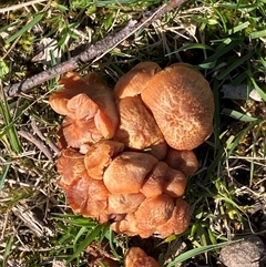 Laccaria sp. (Laccaria) at Canyonleigh, NSW - 14 Sep 2025 by blacksheep