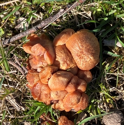 Laccaria sp. (Laccaria) at Canyonleigh, NSW - 14 Sep 2025 by blacksheep