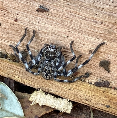 Holconia insignis (Branded huntsman) at Canyonleigh, NSW - 14 Sep 2025 by blacksheep