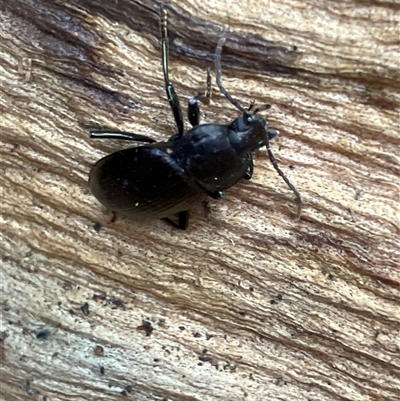 Notonomus sp. (genus) at Canyonleigh, NSW - 14 Sep 2025 by blacksheep