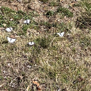 Belenois java (Caper White) at Canyonleigh, NSW - 13 Sep 2025 by blacksheep