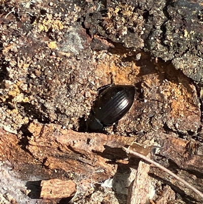 Adeliini sp. (tribe) at Canyonleigh, NSW - 13 Sep 2025 by blacksheep