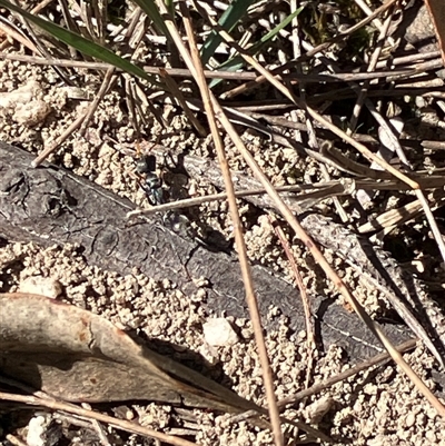 Myrmecia sp., pilosula-group (Jack jumper) at Canyonleigh, NSW - 13 Sep 2025 by blacksheep