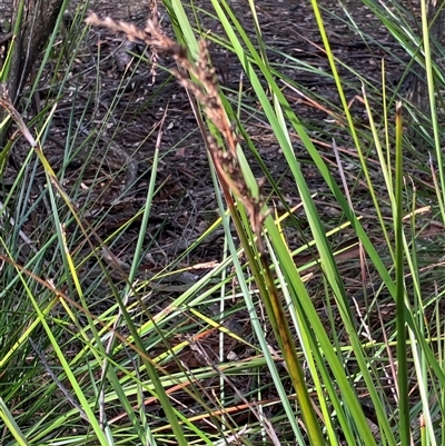 Lepidosperma (genus) (A Sword Sedge) at Canyonleigh, NSW - 12 Sep 2025 by blacksheep
