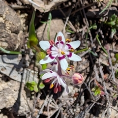 Wurmbea dioica (Early Nancy) at Watson, ACT - 15 Sep 2025 by sbittinger