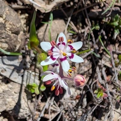 Wurmbea dioica (Early Nancy) at Watson, ACT - 15 Sep 2025 by sbittinger
