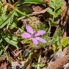 Erodium cicutarium (Common Storksbill, Common Crowfoot) at Watson, ACT - 15 Sep 2025 by sbittinger