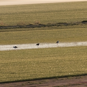 Himantopus leucocephalus (Pied Stilt) at Fyshwick, ACT - 15 Sep 2025 by rawshorty