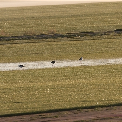 Himantopus leucocephalus (Pied Stilt) at Fyshwick, ACT - 15 Sep 2025 by rawshorty