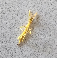Phasmatodea (order) (Unidentified stick insect) by CSK
