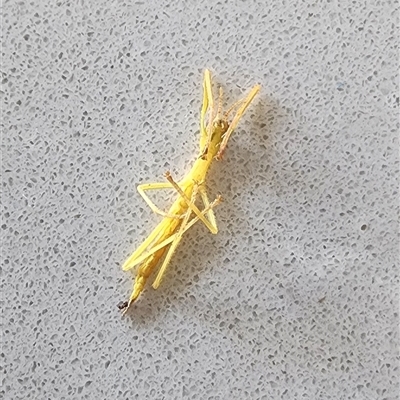 Phasmatodea (order) (Unidentified stick insect) at  - suppressed by CSK