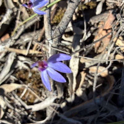 Caladenia caerulea (Blue Fingers, Blue Fairies) at Aranda, ACT - 15 Sep 2025 by Jenny54