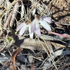 Caladenia fuscata (Dusky Fingers) at Aranda, ACT - 15 Sep 2025 by Jenny54