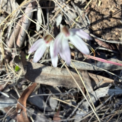 Caladenia fuscata (Dusky Fingers) at Aranda, ACT - 15 Sep 2025 by Jenny54