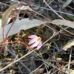 Caladenia fuscata (Dusky Fingers) at Aranda, ACT - 15 Sep 2025 by Jenny54