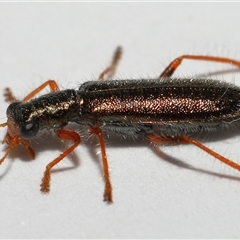 Lemidia subaenea (Clerid beetle) at Lawson, ACT - 13 Sep 2025 by TimL