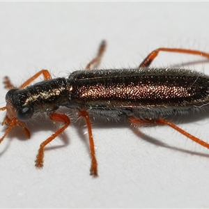 Lemidia subaenea (Clerid beetle) at Lawson, ACT - 13 Sep 2025 by TimL