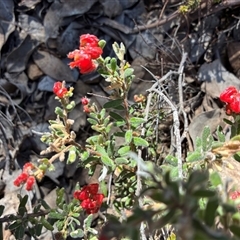 Grevillea alpina (Mountain Grevillea / Cat's Claws Grevillea) at Bruce, ACT - 15 Sep 2025 by Jenny54