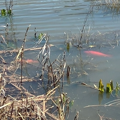 Cyprinus carpio (Common Carp) at Melba, ACT - 15 Sep 2025 by dhkmapr