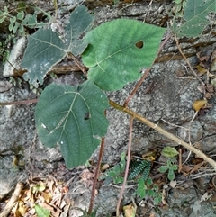 Dendrocnide excelsa at Pappinbarra, NSW - 12 Sep 2025 01:06 PM