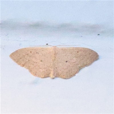 Scopula optivata (Varied Wave) at Turner, ACT - 13 Sep 2025 by ConBoekel