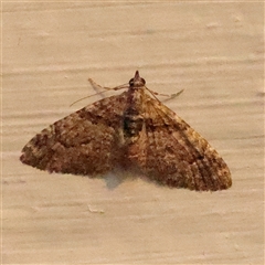 Phrissogonus laticostata (Apple looper moth) at Turner, ACT - 13 Sep 2025 by ConBoekel